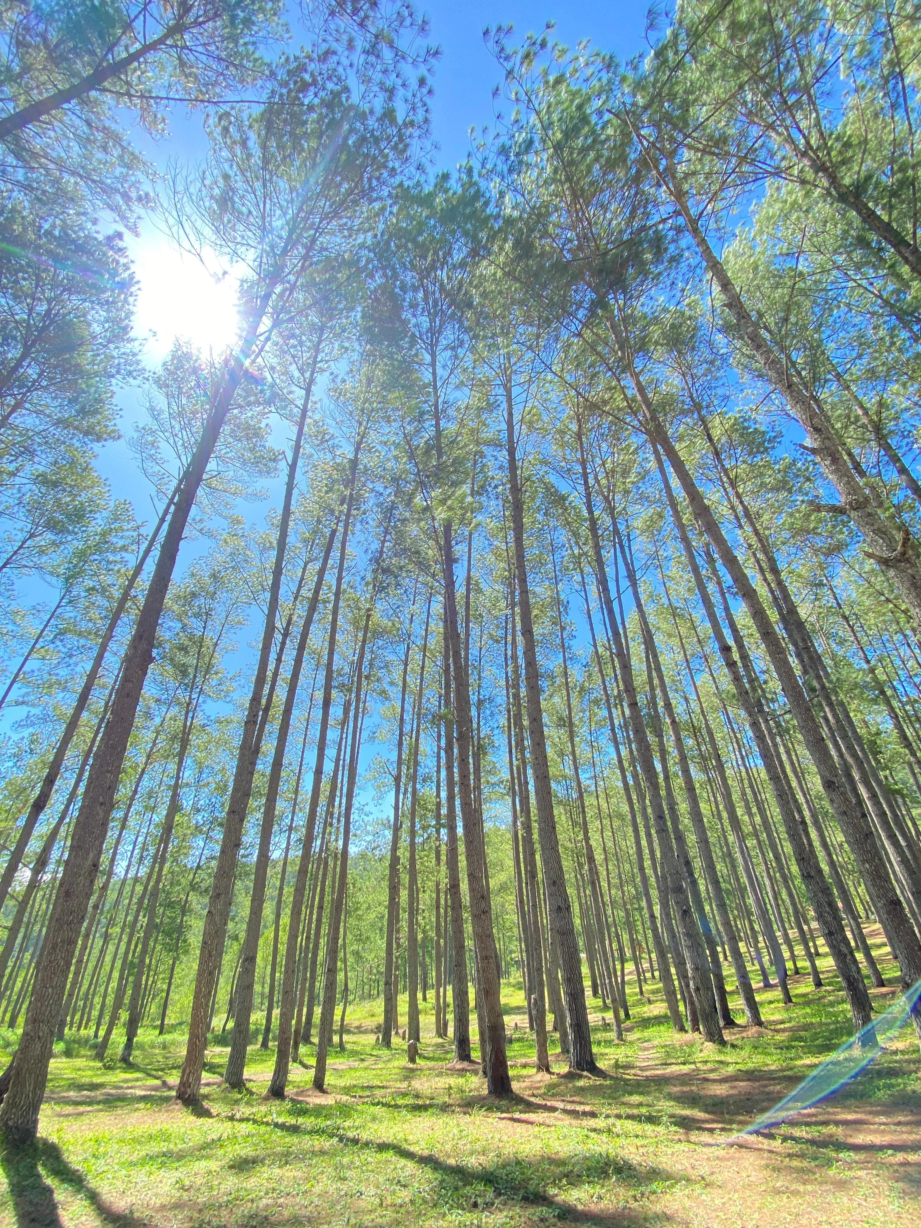 Gunung dengan kabut
